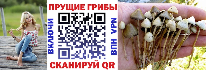 Псилоцибиновые грибы Cubensis  где найти наркотики  Видное 